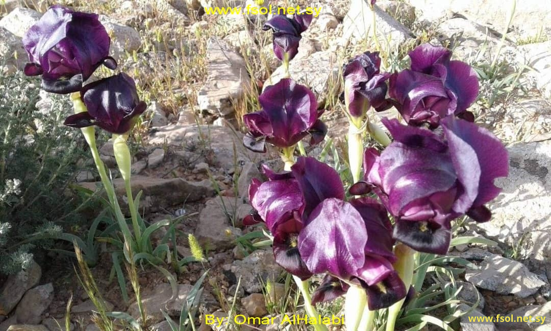 Iris assadiana Chaudhary, G.Kirkw. & C.Weymouth